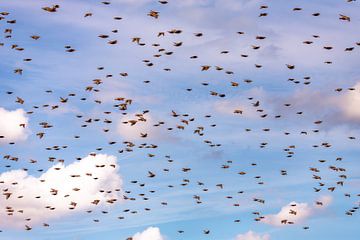 Zwerm vogels spreeuwen in de lucht van Yanuschka Fotografie | Noordwijk
