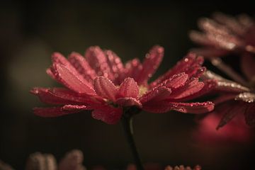 Zomerse bloemen van Carla van Zomeren