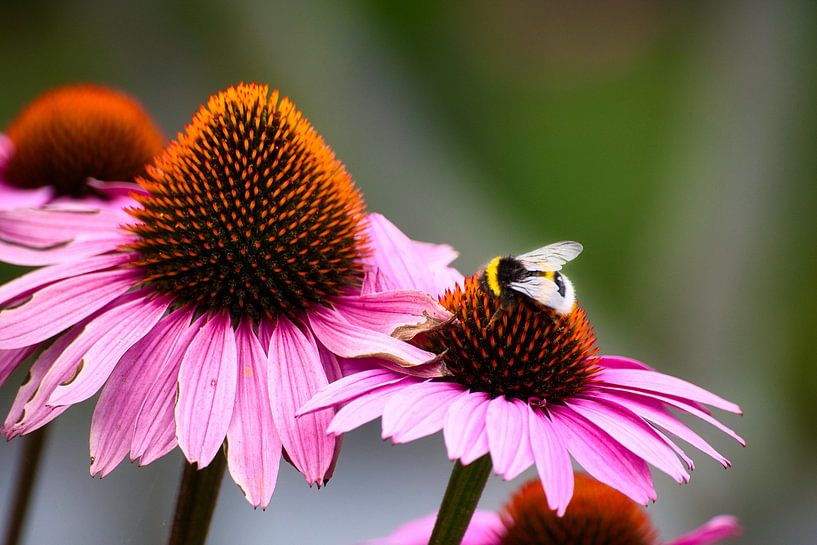 Beeesy von Rudi Everaert