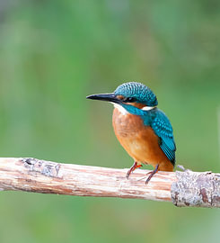 Der wunderschöne Eisvogel