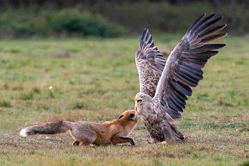 Fox in battle with white-tailed eagle by Bob de Bruin