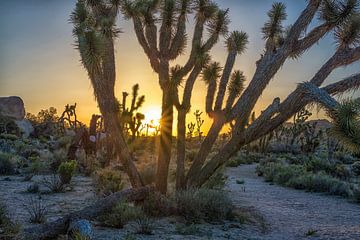 Goedemorgen zonsopgang - Joshua Tree National Park van Joseph S Giacalone Photography