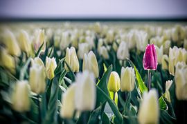 Purpurrote Tulpe im weißen Tulpenfeld von Fotografiecor .nl