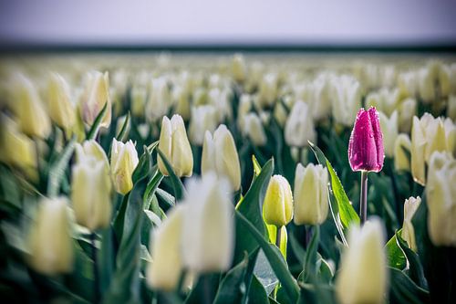 Purpurrote Tulpe im weißen Tulpenfeld