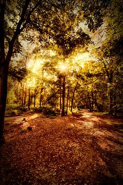 Autumn forest by Egon Zitter