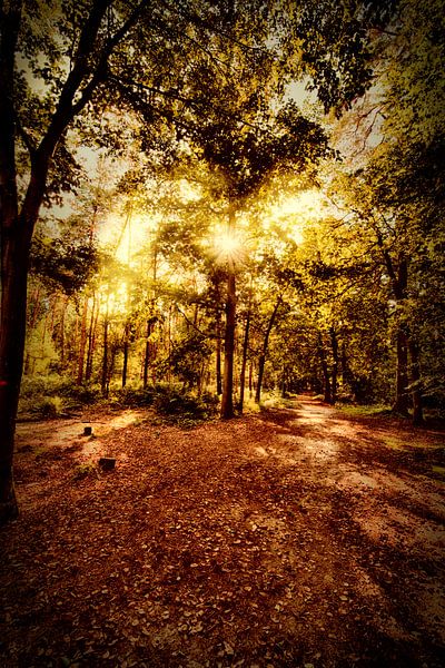 Herbst im Wald von Egon Zitter