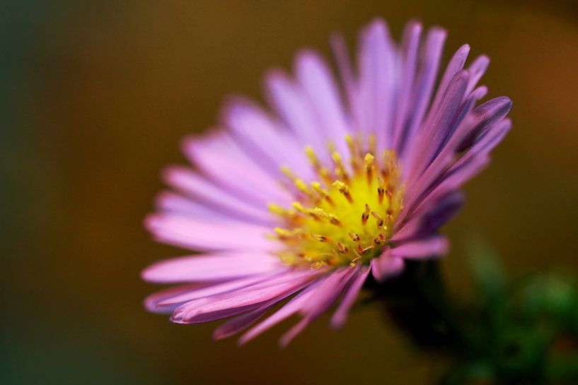Un fleurs de l'aster par Jolanta Mayerberg