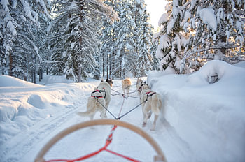Hunde ziehen Schlitten vor Lappland