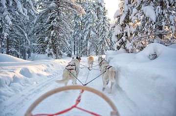 Honden trekken slee vooruit Lapland van Rene du Chatenier