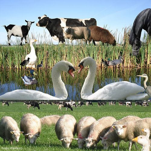 Hollandse dieren langs de kant van een sloot met rietkraag.