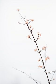 Zweig mit kleinen Blumen, 1x Studio III von 1x