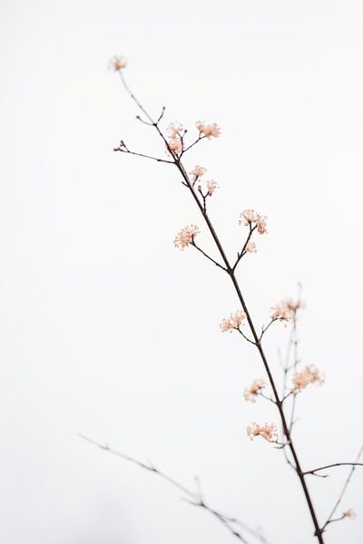  Twig with small flowers by Pictufy Studio III