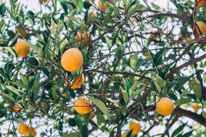 Orange Tree by Patrycja Polechonska