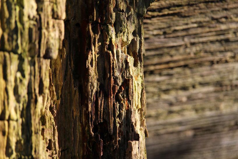 Getextureerd Natuur Abstract, Verweerd Hout van Imladris Images