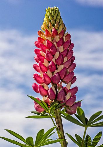 lupine