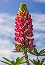 lupine von Eric van den Berg Miniaturansicht