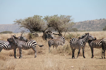 Groupe zebra's