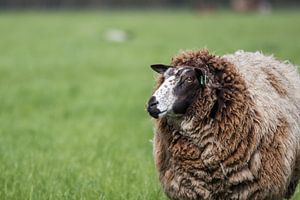 Niederländische Schafe im Frühling