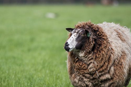Nederlands Schaap in de Lentetijd
