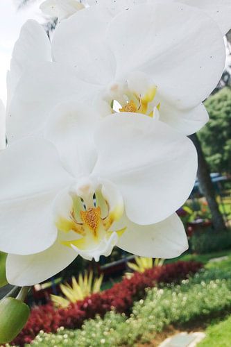 orchidee, bloem, wit, bloemig, natuur, elegant, botanisch, bloei, minimaal, decor, rust, spa