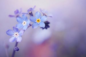 Macro - Forget me not sur Angelique Brunas