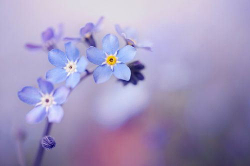 Macro - Forget me not