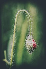 Unfolding poppy by Hans Lunenburg
