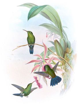 Sophia's Erythonote, John Gould van Hummingbirds