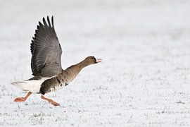 White-fronted Goose ( Anser albifrons ), arctic winter guest, running for take off, wildlife, Europe by wunderbare Erde