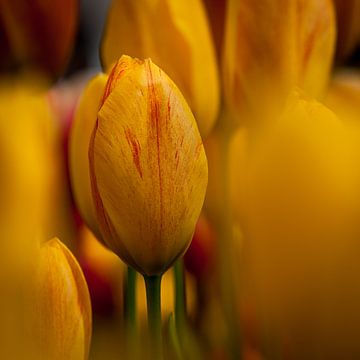 Tulp 2 van Arjan Benders