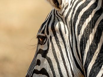 Zebra on the savannah