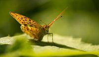 Thistle butterfly resting on a leaf by Patrick Schwarzbach thumbnail