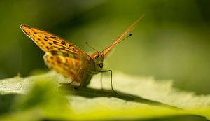 Distelfalter ruht auf einem Blatt