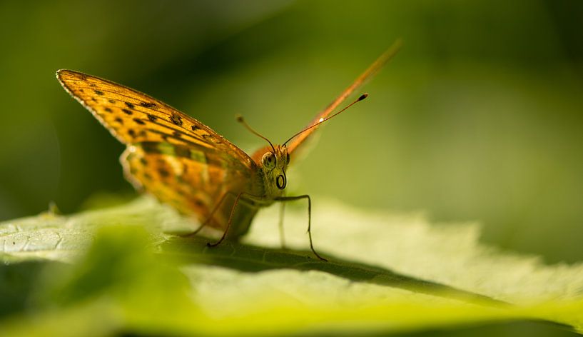 Thistle butterfly resting on a leaf by Patrick Schwarzbach
