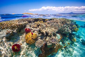 Mayotte: The Reef, Barathieu Gabriel van 1x
