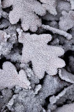 Winter op de grond van Yuri Hogenes