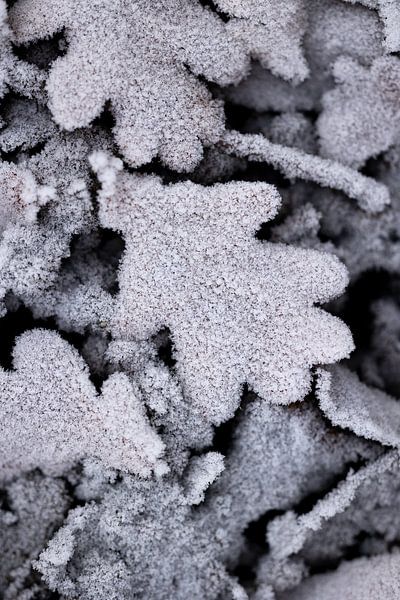 Winter on the ground by Yuri Hogenes