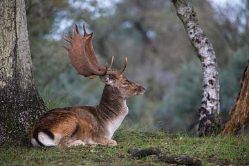 Red deer in the AWD by Jan-Willem Mantel