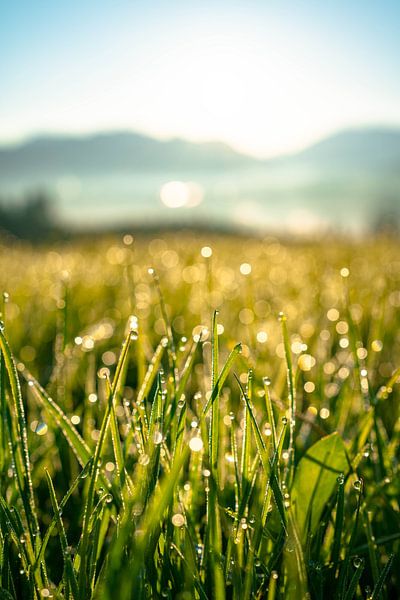 Sunrise with dewdrops over the Allgäu region by Leo Schindzielorz