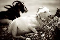 Goats II van Bram van Kattenbroek thumbnail