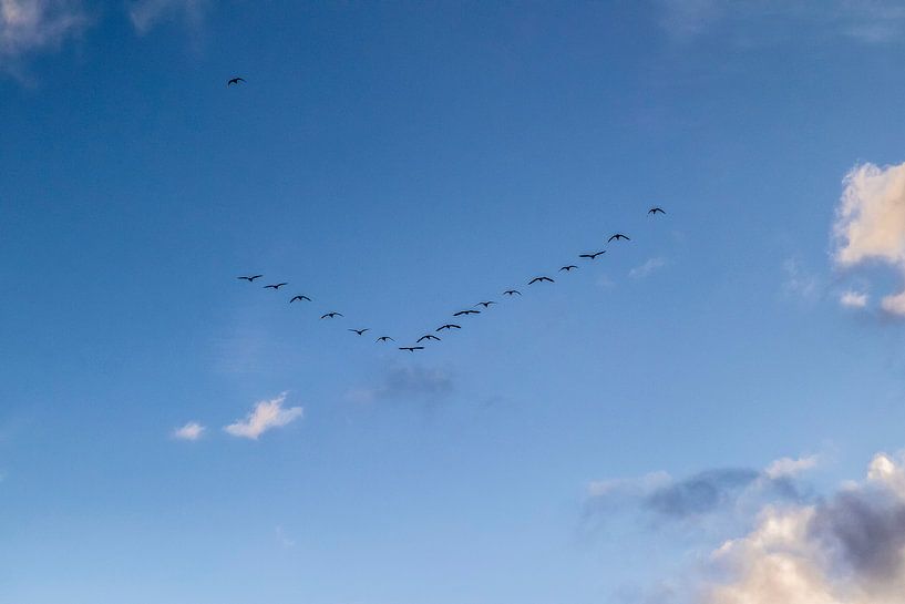 V of birds by Evita Pierik
