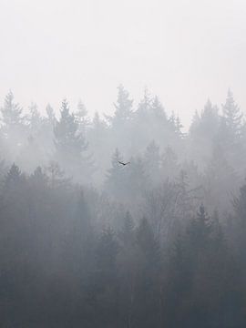Misty treetops with bird by Ian Schepers