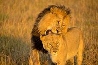 Löwenliebe in der Masai Mara, Kenia von Jan Fritz Miniaturansicht