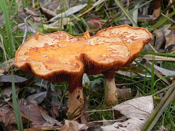 mushroom paddenstoelen in het bos van Ingrid Van Maurik