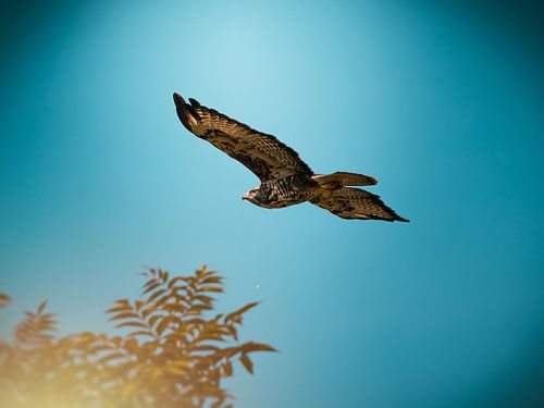 Frei im Flug von 7R.Collection