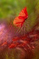 Poppy garen