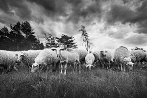 Schaapskudde op de Veluwe