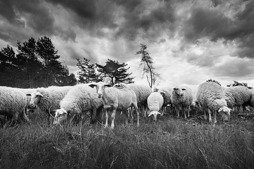Schaapskudde op de Veluwe
