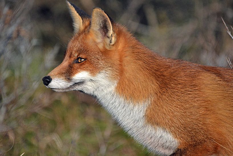 Ein Fuchs in den Dünen der Amsterdamer Wasserversorgung von JTravel