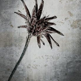 Bleuet - Centaurea cyanus sur Christophe Fruyt
